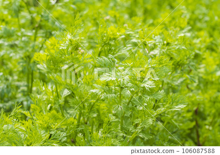 [Fresh herb] coriander 106087588