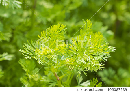 【新鮮香草】香菜 106087589