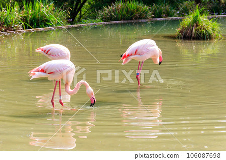 Flock of lesser flamingos (Phoenicoparrus minor) in a lake Flock of lesser flamingos (Phoenicoparrus minor) in a lake 106087698