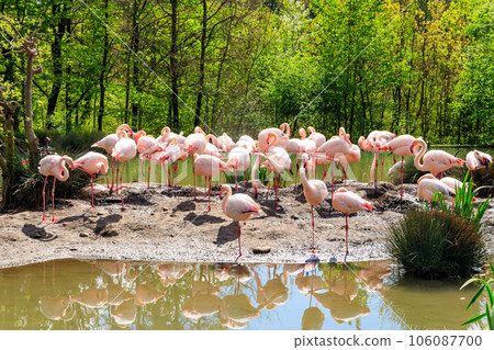 Flock of lesser flamingos (Phoenicoparrus minor) in a lake Flock of lesser flamingos (Phoenicoparrus minor) in a lake 106087700