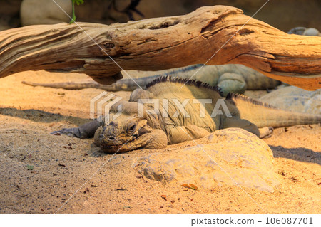 Rhinoceros iguana (Cyclura cornuta) is an endangered species of iguana Rhinoceros iguana (Cyclura cornuta) is an endangered species of iguana 106087701