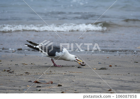 A seagull trying to eat a sea urchin A seagull trying to eat a sea urchin 106087858