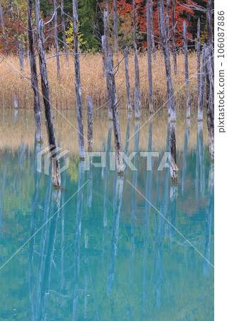 Shirogane Blue Pond dyed in autumn leaves 106087886