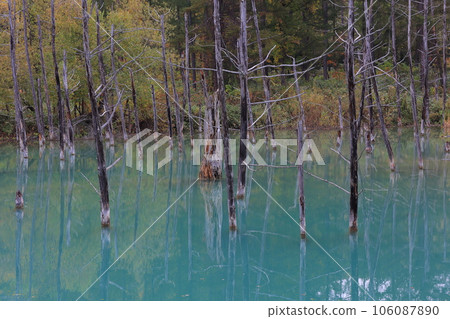 Shirogane Blue Pond dyed in autumn leaves 106087890