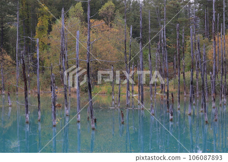 Shirogane Blue Pond dyed in autumn leaves 106087893
