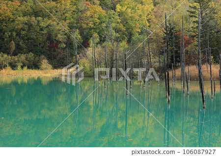 Shirogane Blue Pond dyed in autumn leaves Shirogane Blue Pond dyed in autumn leaves 106087927