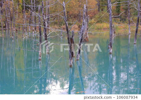 Shirogane Blue Pond dyed in autumn leaves Shirogane Blue Pond dyed in autumn leaves 106087934
