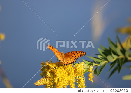 黑臉貝母吮吸一枝黃花蜜 黑臉貝母吮吸一枝黃花蜜 106088060