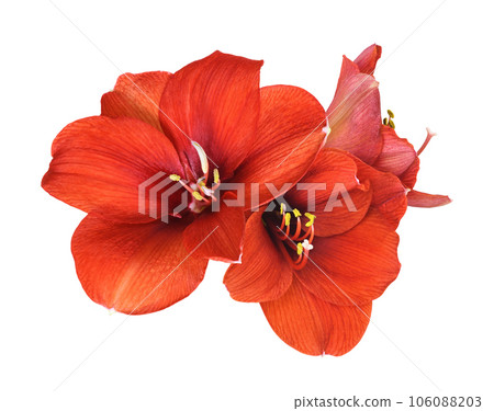 Red amaryllis flowers isolated Red amaryllis flowers isolated 106088203