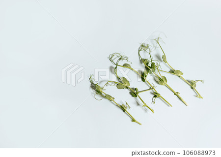 Microgreen pea sprouts isolate on a white background. 106088973