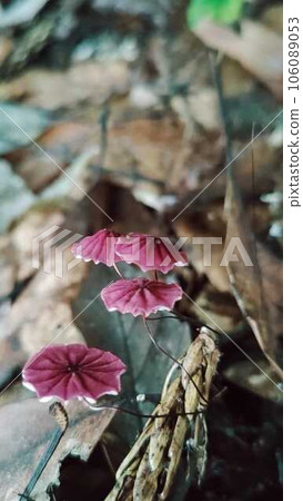 紅色野菇 紅色野菇 106089053