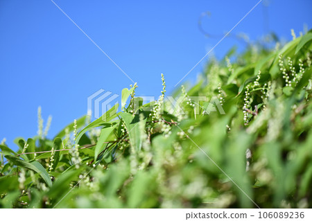 Yam (Japanese yam) flower 106089236