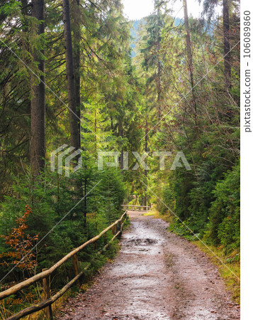 park in carpathian coniferous woods. beautiful nature scenery in fall season. wet ground with puddles after the rain. wooden fence along the path park in carpathian coniferous woods. beautiful nature scenery in fall season. wet ground with puddles after the rain. wooden fence along the path 106089860