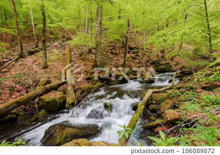 stream in the woods among trees and boulders. green nature scenery in spring stream in the woods among trees and boulders. green nature scenery in spring 106089872
