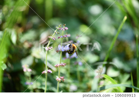 Tiger bumblebee (Tiger Maru flower bee) 106089913