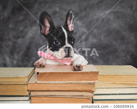 Cute puppy and old books on chalkboard background 106089916