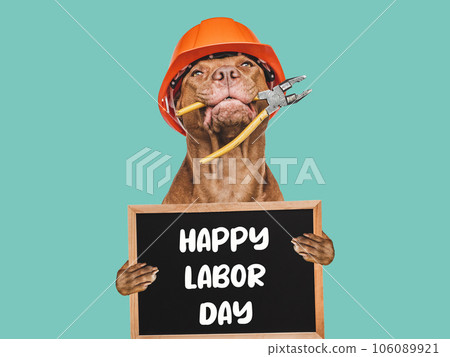 Happy Labor Day. Cute brown dog and a board 106089921