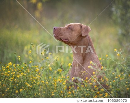 Cute dog walks in a meadow on green grass Cute dog walks in a meadow on green grass 106089970