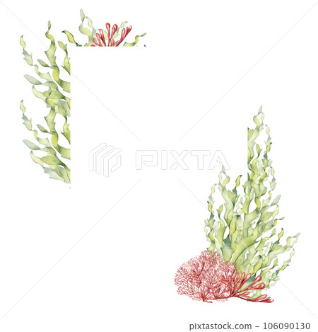 Frame of sea plants, coral watercolor illustration isolated on white background. Pink agar agar seaweed, laminaria hand drawn. Design element for package, label, advertising, card, marine collection Frame of sea plants, coral watercolor illustration isolated on white background. Pink agar agar seaweed, laminaria hand drawn. Design element for package, label, advertising, card, marine collection 106090130