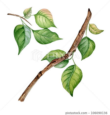 Branch of apricot tree with green leaves isolated on white background. Watercolor painting fruit tree branch hand drawn. Design element for card, package, invitation, label peach 106090136