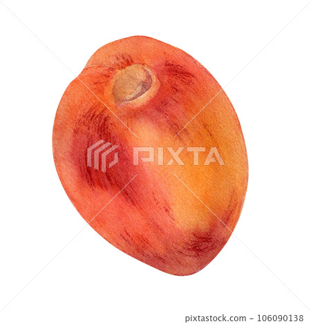 Fresh whole red peach watercolor illustration isolated on white. Hand drawn ripe orange fruit nectarine. Painting food illustration, design element for package, label Fresh whole red peach watercolor illustration isolated on white. Hand drawn ripe orange fruit nectarine. Painting food illustration, design element for package, label 106090138
