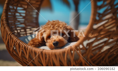 A cute small brown poodle dog relaxing in the hammock on tropical beach in summer, pet and holiday concept. Generative AI 106090182