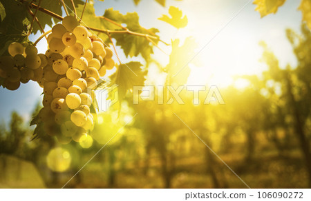 Bunches of ripe grapes in sunshine 106090272