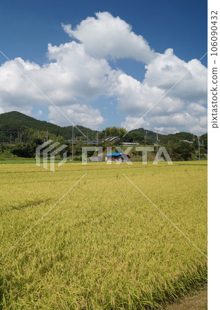 八月下旬鄉村景觀附近的越光稻米收穫 106090432