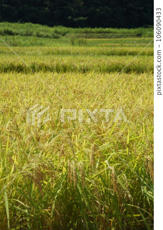 八月下旬鄉村景觀附近的越光稻米收穫 106090433