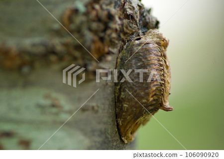 螳螂卵產在樹上 106090920