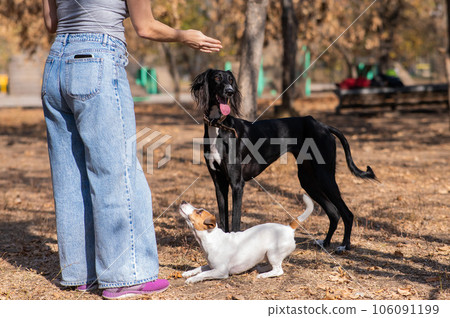 Tazy. Caucasian woman walking with middle asian greyhound and jack russell terrier dog in autumn. Tazy. Caucasian woman walking with middle asian greyhound and jack russell terrier dog in autumn. 106091199