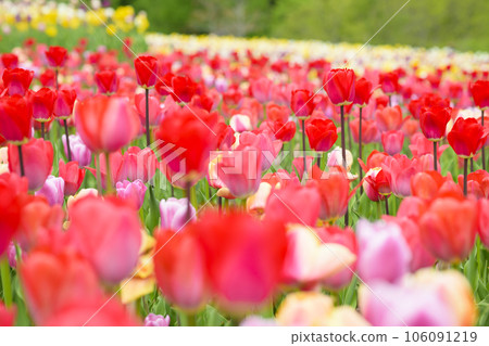 Tulips in full bloom Tulips in full bloom 106091219