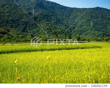 Rice paddies and mist mountains in summer in Hualien, Taiwan. Rice paddies and mist mountains in summer in Hualien, Taiwan. 106092159