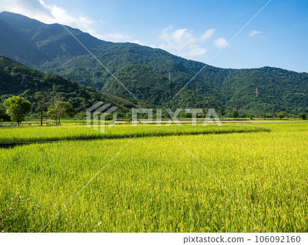 Rice paddies and mist mountains in summer in Hualien, Taiwan. Rice paddies and mist mountains in summer in Hualien, Taiwan. 106092160