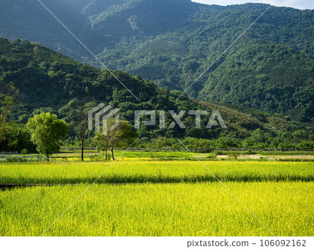 Rice paddies and mist mountains in summer in Hualien, Taiwan. 106092162
