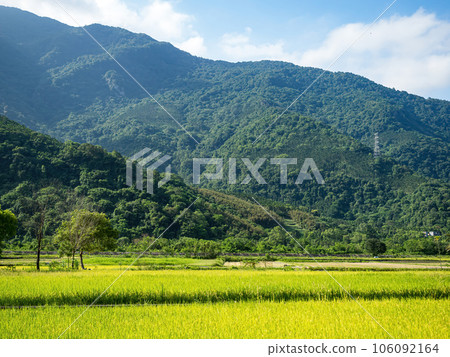 Rice paddies and mist mountains in summer in Hualien, Taiwan. 106092164