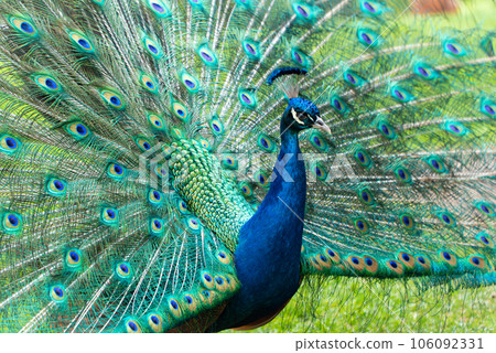 Peacock with bright wings 106092331