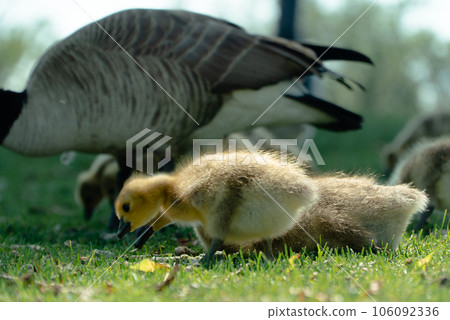 canada goose chicks eating grass canada goose chicks eating grass 106092336
