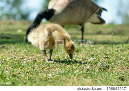 Canada goose chicks eating grass in the sun Canada goose chicks eating grass in the sun 106092337
