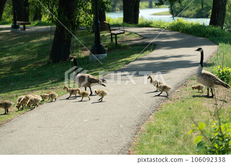 Canada goose family crossing the road Canada goose family crossing the road 106092338