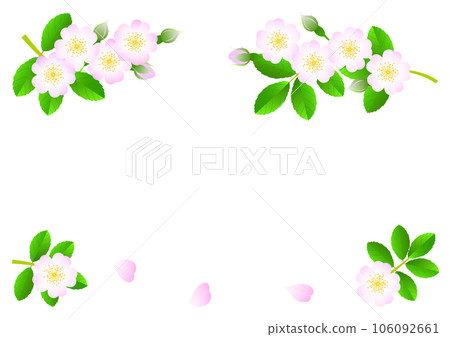 Set of illustrations of wild roses blooming in spring 106092661