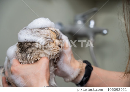 Woman shampooing a tabby gray cat in a grooming salon. Woman shampooing a tabby gray cat in a grooming salon. 106092931