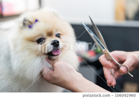 A woman makes a cute Pomeranian haircut. Spitz dog in the grooming salon.  106092960
