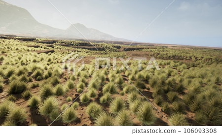 the rocky landscape of the Californian Mojave Desert with green shrubs 106093308