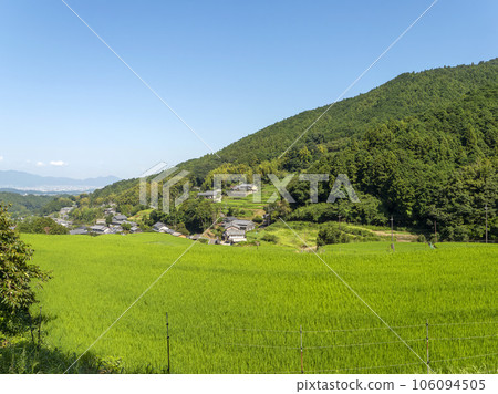 Terraced rice fields in the Asuka Murakami area with fresh green rice Terraced rice fields in the Asuka Murakami area with fresh green rice 106094505