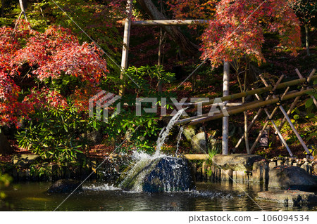 Kamakura, the ancient capital of late autumn, Hase-dera Temple in the autumn leaves, Kakehi of Hojo Pond Kamakura, the ancient capital of late autumn, Hase-dera Temple in the autumn leaves, Kakehi of Hojo Pond 106094534
