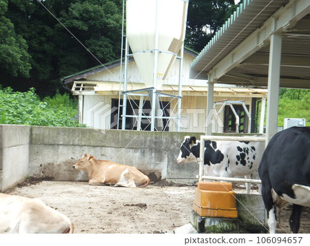 Cows of children's countries 106094657