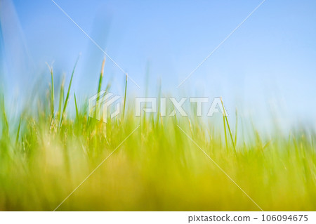 image of blue sky and grass 106094675