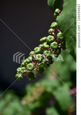 Youshuyama pokeweed. green fruit 106094687