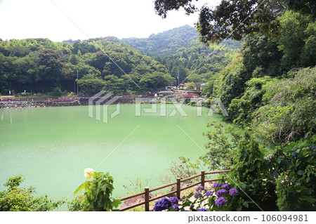 平原溫泉繡球花 平原溫泉繡球花 106094981